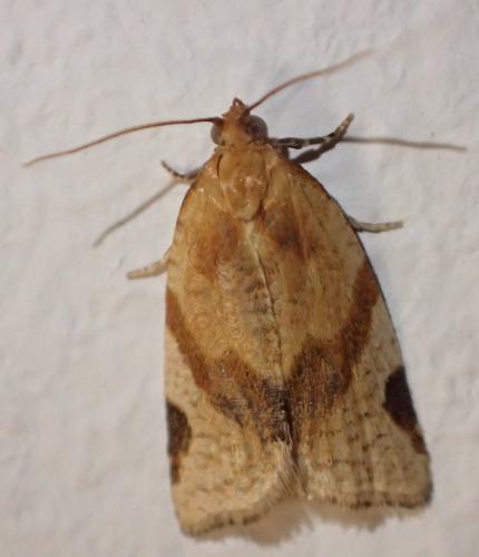 Paramesia gnomana